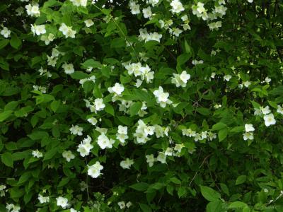 Flowering Shrub.jpg