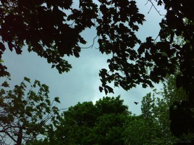 Tree Canopy.jpg