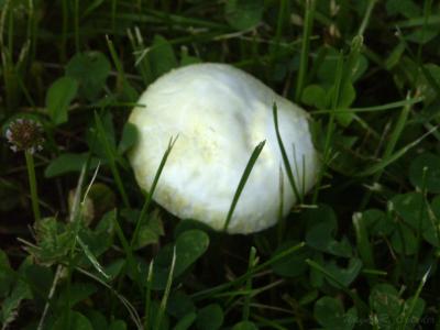Fungus.jpg