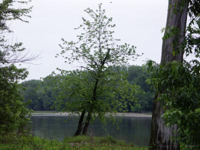 Illinois River 3.jpg