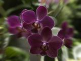 Orchids 9.jpg