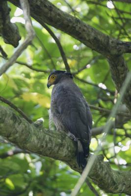 Crested Serpent Eagle