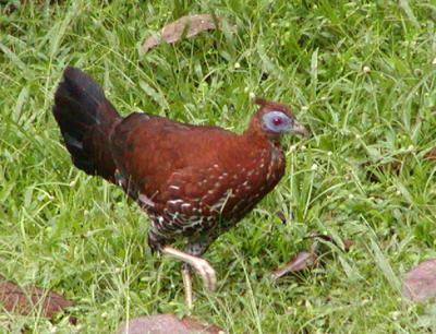 Crested Fireback female