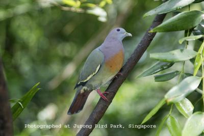 Pink-necked Pigeon