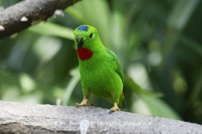 Blue-crown Hanging Parrot Male