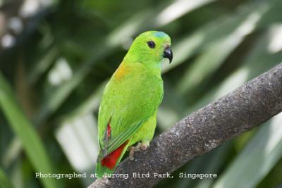 Blue-crown Hanging Parrot Female