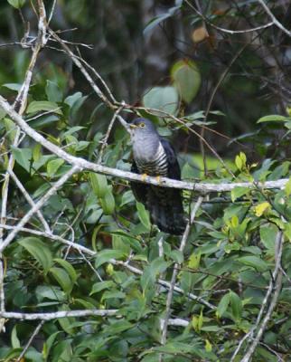 Oriental Cuckoo