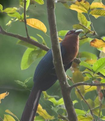 Chestnut-breasted Malkoha