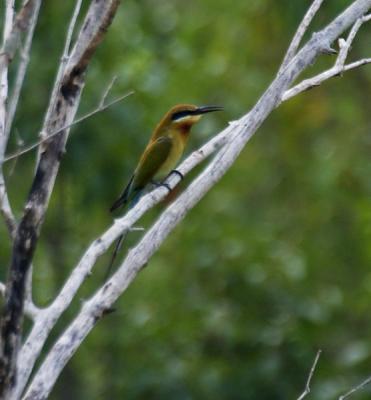 Blue-tailed Bee-eater