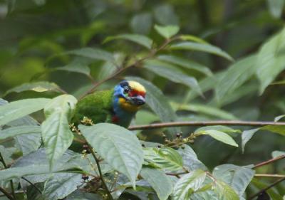 Black-browed Barbet