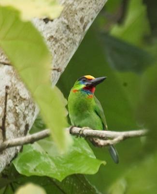 Red-throated Barbet