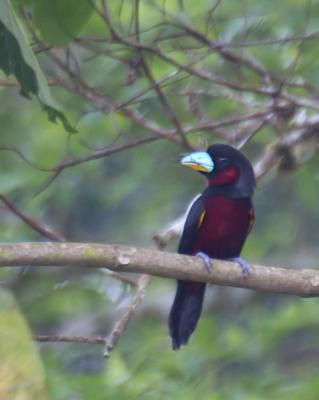 Black-and-red Broadbill