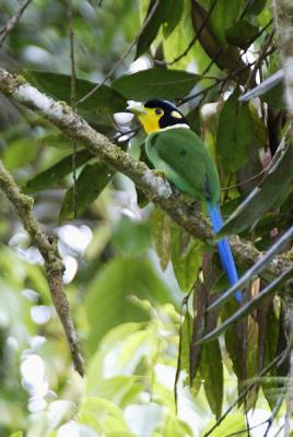 Long-tailed Broadbill