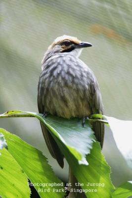 Straw-headed Bulbul