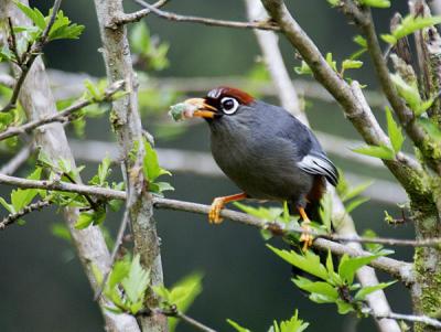 Chestnut-capped Laughingthrush (G.m. major)