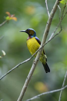 Brown-thoated Sunbird