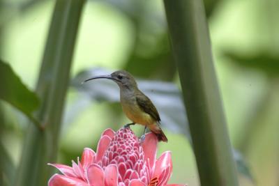 Little Spiderhunter