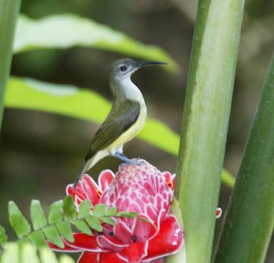 Little Spiderhunter