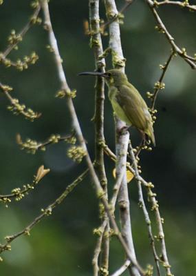 Yellow-eared Spiderhunter