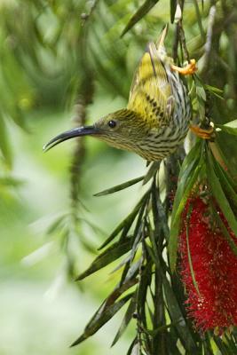 Streaked Spiderhunter