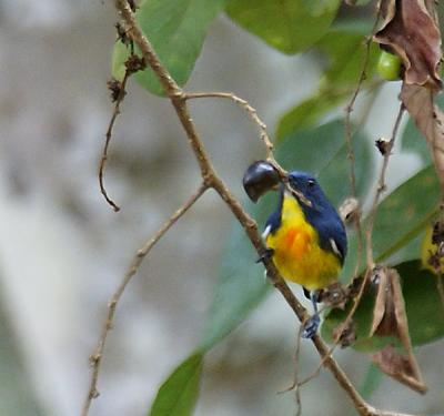 Crimson-breasted Flowerpecker