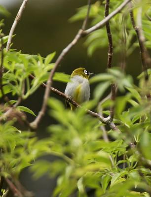 Black-capped White-eye