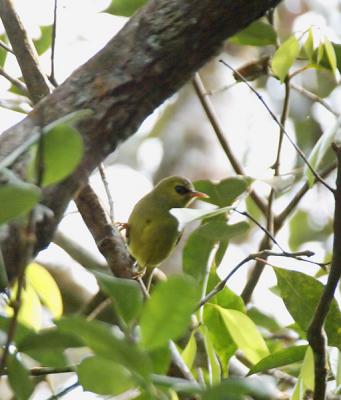 Mountain Blackeye