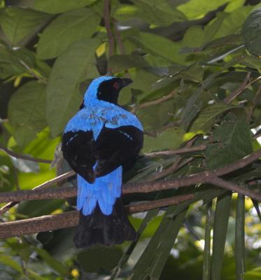 Asian Fairy Bluebird male