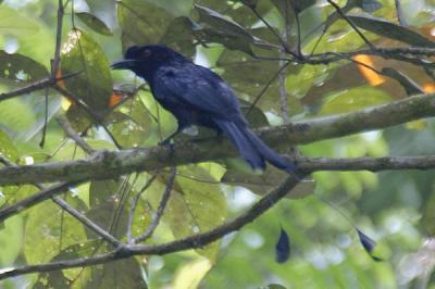 Greater Raquet-tailed Drongo