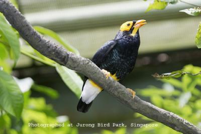 Yellow-faced Myna