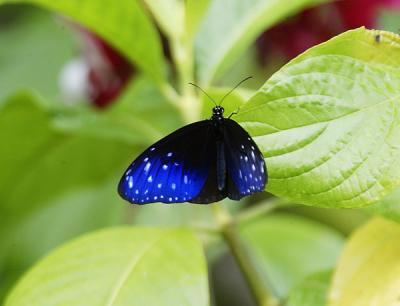 Striped Blue Crow Butterfly