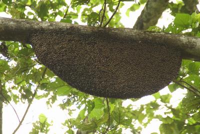 Bornean Yellow Swarming Bees