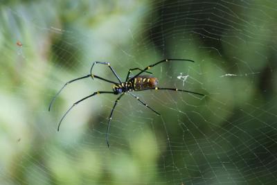 Orb Spider female (red dots are the males)