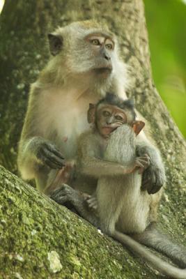 Long-tailed Macaques