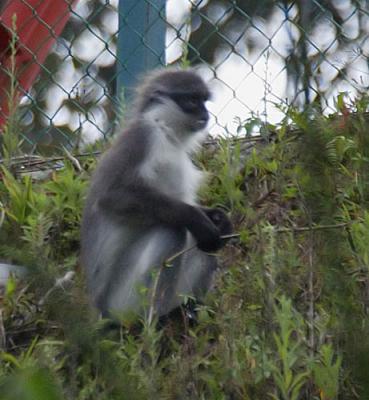 Banded Leaf-monkey