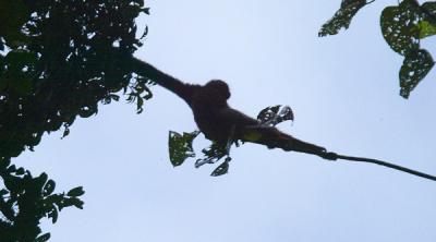 Gibbon - stretching above us to cross the road
