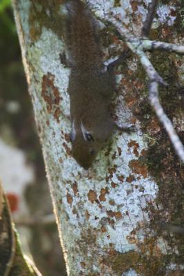 Whitehead's Pygmy Squirrel