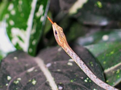 Long-nosed Whip Snake