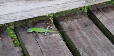 Green Fence Lizard - Dave almost stepped on this lizard's tail