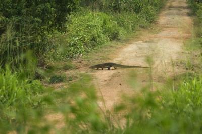 Water Monitor - no one even came close to stepping on this huge lizard
