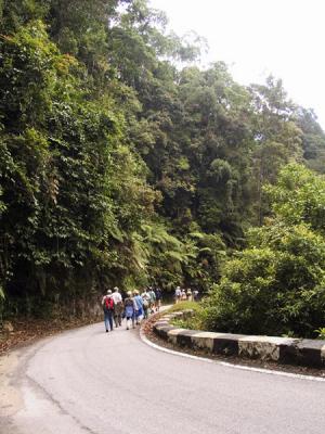 Birding along the road at Fraser's Hill