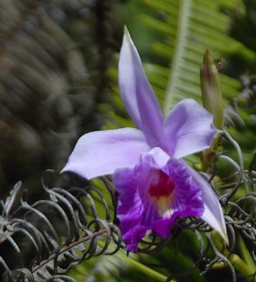 Bamboo Orchid at Fraser's Hill