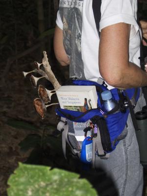 Karin's pack with decorative fungi at Taman Negara