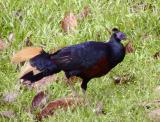 Crested Fireback male