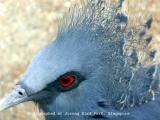 Crowned Pigeon