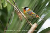 Silver-eared Mesia