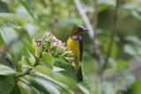 Brown-throated Sunbird