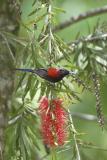 Black-throated Sunbird