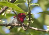 Temmincks Sunbird