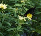 Common Birdwing Butterfly